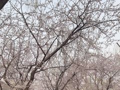 -春风习习