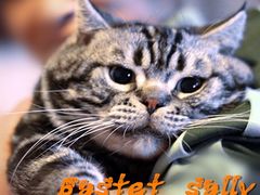 享福的主子们盛世美颜吧-Bastet sally猫舍购宠(静安店)