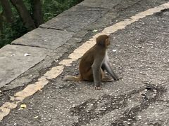 -黔灵山公园