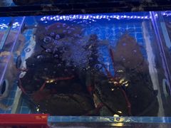 -金海湾海鲜排档(朱家尖店)