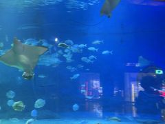 -烟台海昌鲸鲨海洋公园