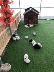 点击看大图 -萌宠亲子动物乐园(槐房万达店)