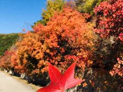 -北京十三陵国家森林公园蟒山景区