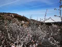 -北京西山国家森林公园