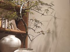 -自由生长植物工作室(深港花卉中心店)