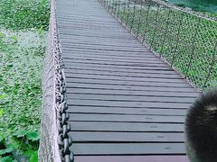 -荷塘月色湿地公园·向阳花洲