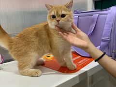 -猫大福·Fortune Cat猫舍(百子湾店)