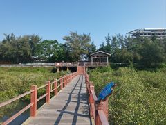 -北海金海湾红树林生态旅游区