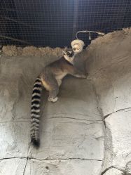 -Zoolung Zoolung动物主题公园(海信广场店)