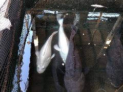 -蓝湾碧波·老字号·疍家非遗海上餐厅