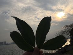 -苏州金鸡湖大酒店