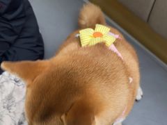 -美联众合动物医院·24h转诊中心