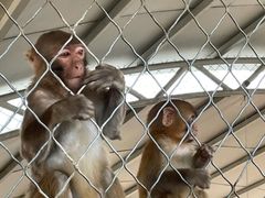 -西霞口神雕山野生动物世界