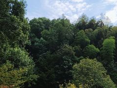 -上海佘山国家森林公园天马山园