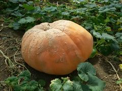 -兰陵国家农业公园