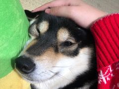 -逗柴咖啡屋·狗咖猫咖宠物桌游