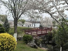 -羊山湖公园
