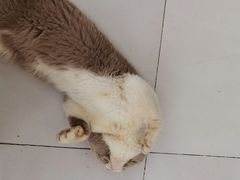 -秘密花园·换装下午茶·团建·沙龙·主题布置