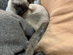 -半岛宠物医院24小时(科华中路店)