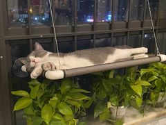 -lincat·猫舍(广州店)