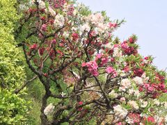 -南汇桃花村