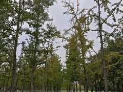 -汉长安城未央宫国家考古遗址公园