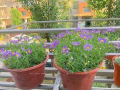 -金陵花卉交易市场