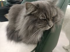 -安格丽娜·狗咖·猫咖羊驼咖(春熙路百盛商场店)