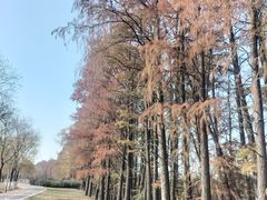 -金银湖国家城市湿地公园