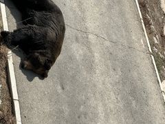 -大青山野生动物园