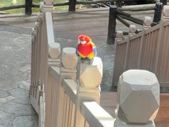 -南宫五洲植物乐园