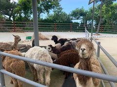 -西霞口神雕山野生动物世界