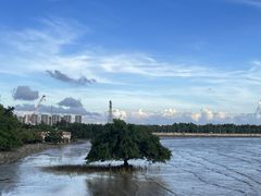 -宝安西湾红树林湿地公园