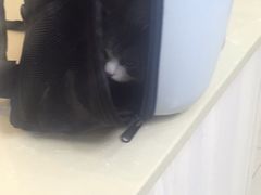 -瑞派康怡24h宠物医院·犬猫医疗中心·微创绝育(瑞景分院)