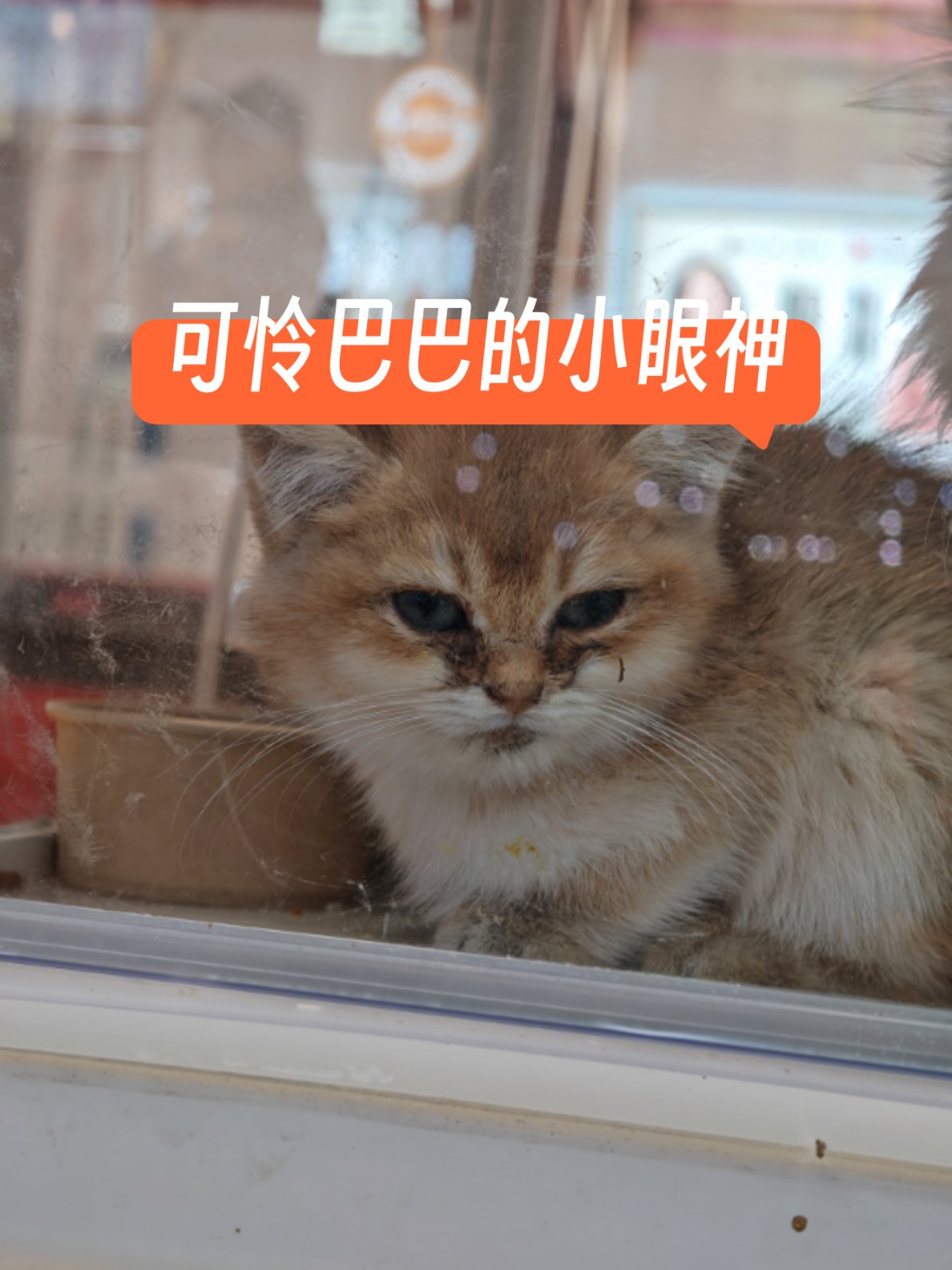 撒旦殿下的虐恋宠物