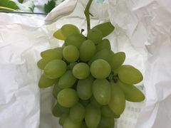 -马陆小张葡萄园农家乐