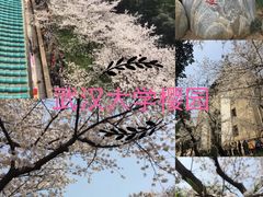 -武汉大学-樱园