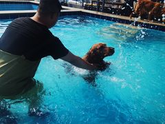 -趣玩宠物乐园寄养训犬训狗游泳池
