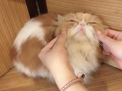 -more than meow吴止猫主题餐厅(承德 中船汇店)