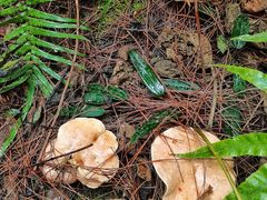 -铁山坪森林公园