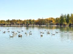 -金塔沙漠胡杨林景区