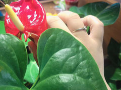 -鲜芋仙(泰州万达店)