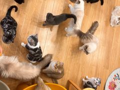-有喵·猫咖·狗咖·30几只猫10只小狗(岗厦店)