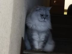 -猫友咖啡店(玉林西路店)