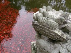 android_upload_pic-普陀山风景名胜区-法雨禅寺