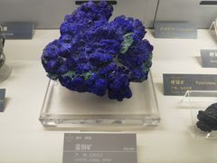 -中国地质博物馆