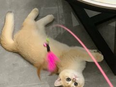 -lincat·猫舍(广州店)