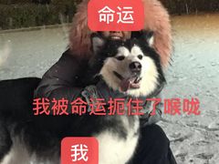 -爱侣宠医·鹦鹉专科·小型哺乳类·异宠专科(灵石路店)