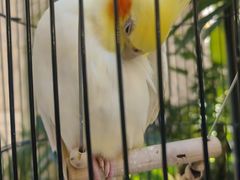 -太湖饭店玉兰厅(自助餐厅)