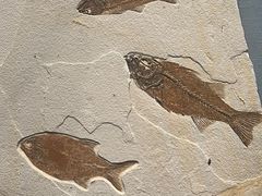 -湖南省地质博物馆